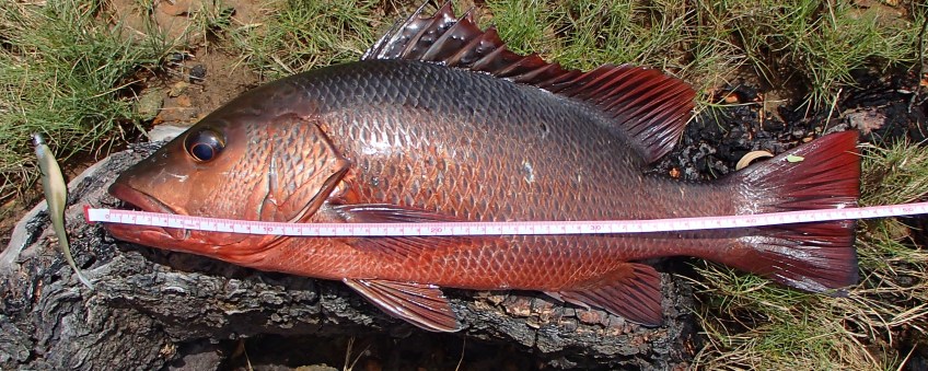 GULP Jerkshad Mangrove Jack