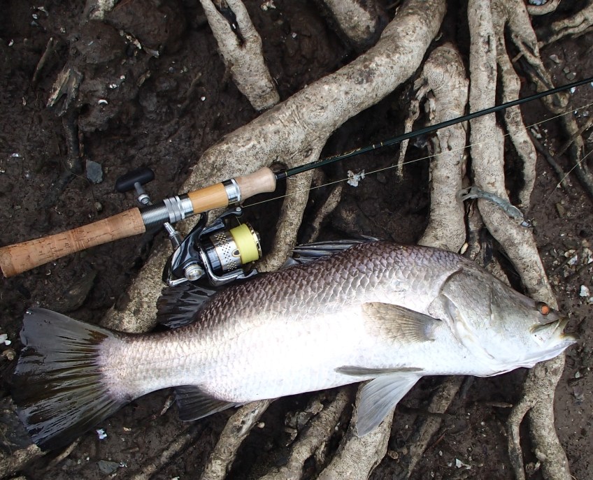 Toms Creek Barramundi