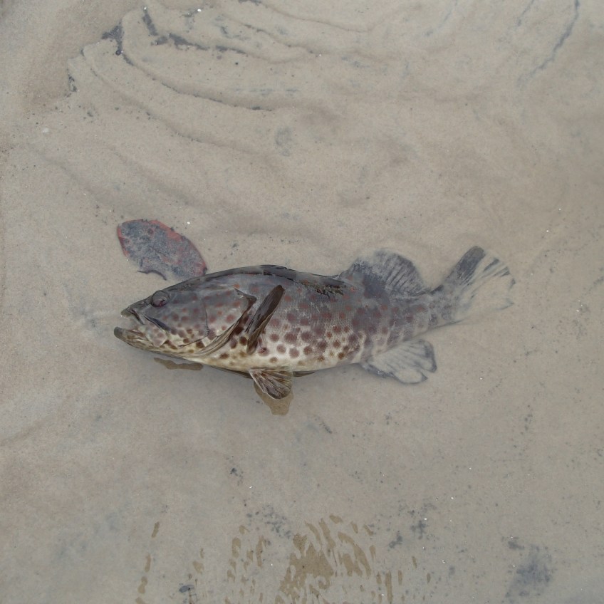 1770 fishing Estuary Cod