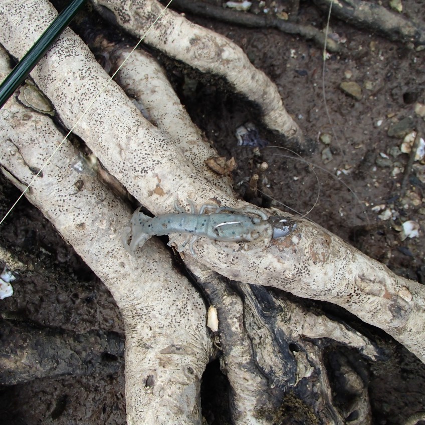 The GULP Mantis Shrimp in Peppered PRawn