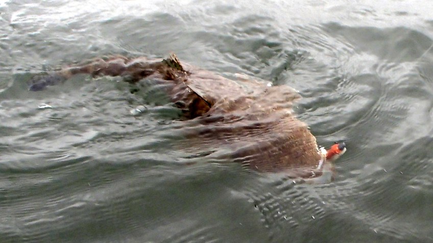 Bribie Island flathead