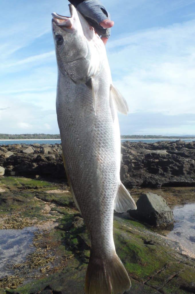 Mulloway