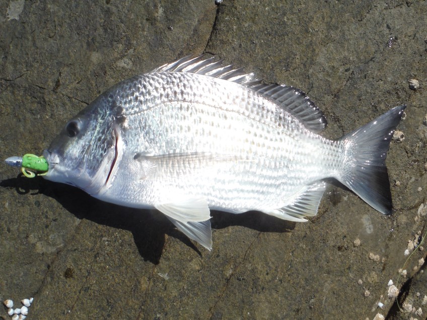 Woody Head bream
