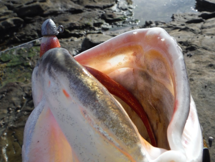 BBQ Chicken Jerkshad