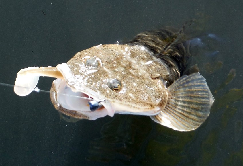 Optishad soft plastic gets a flathead