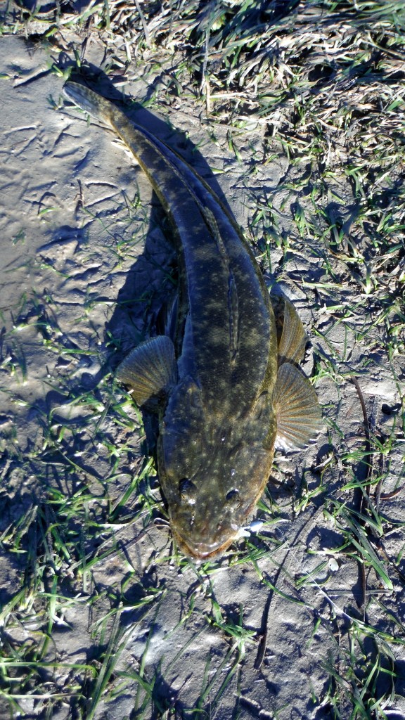 Flathead
