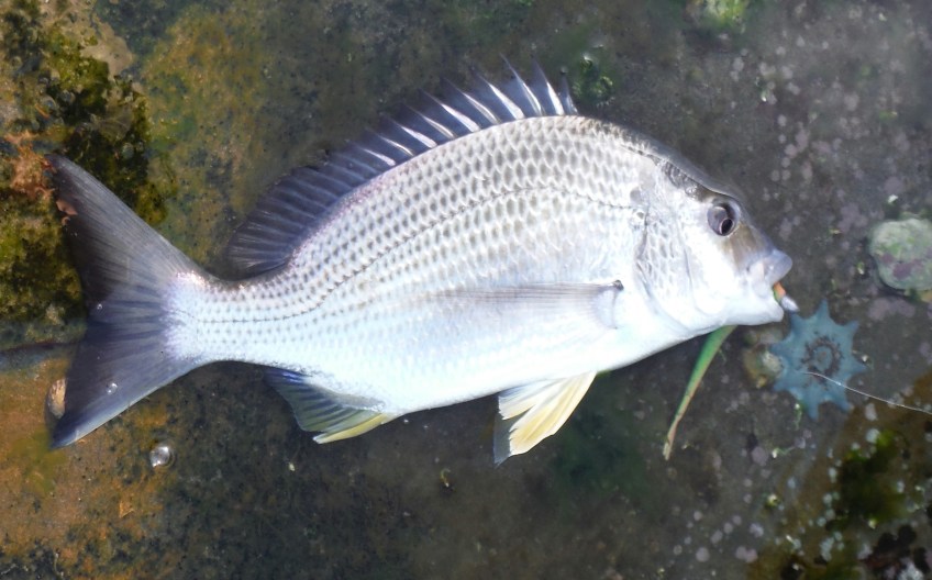 Woody Head bream