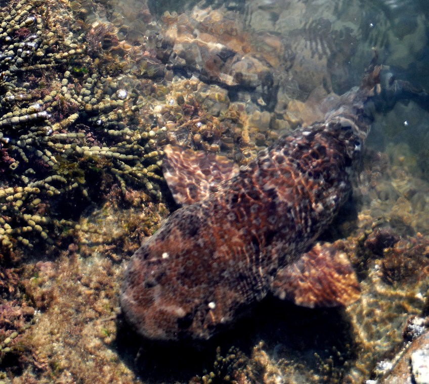 Wobbegong