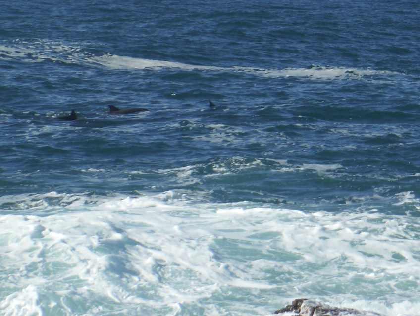 Dolphins at Woody Head