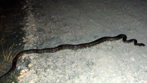 A bit slow in the cold