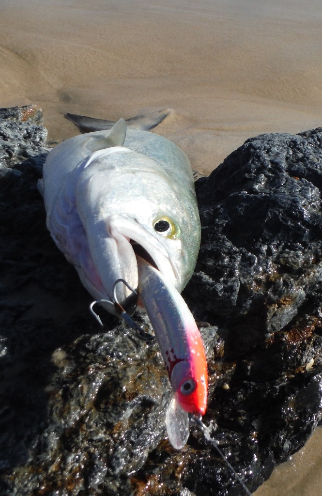 Tailor from the beach