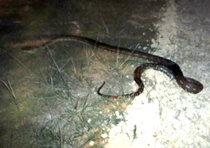 Marshalls Creek - Python