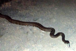 Stuck its tongue out