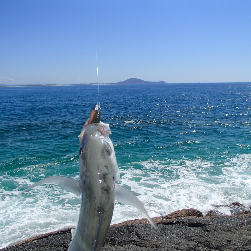 Hat Head Trevally