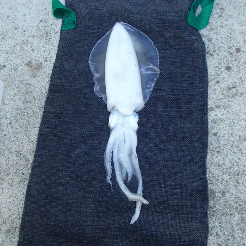 Squid