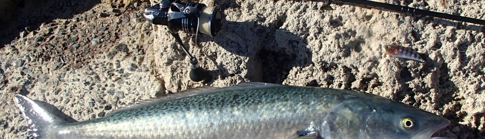 Berkley Dropshot -Salmon