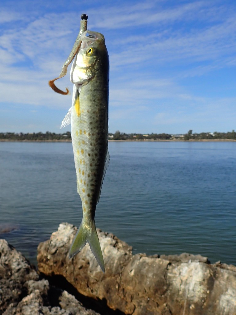 Coffin Bay fishing