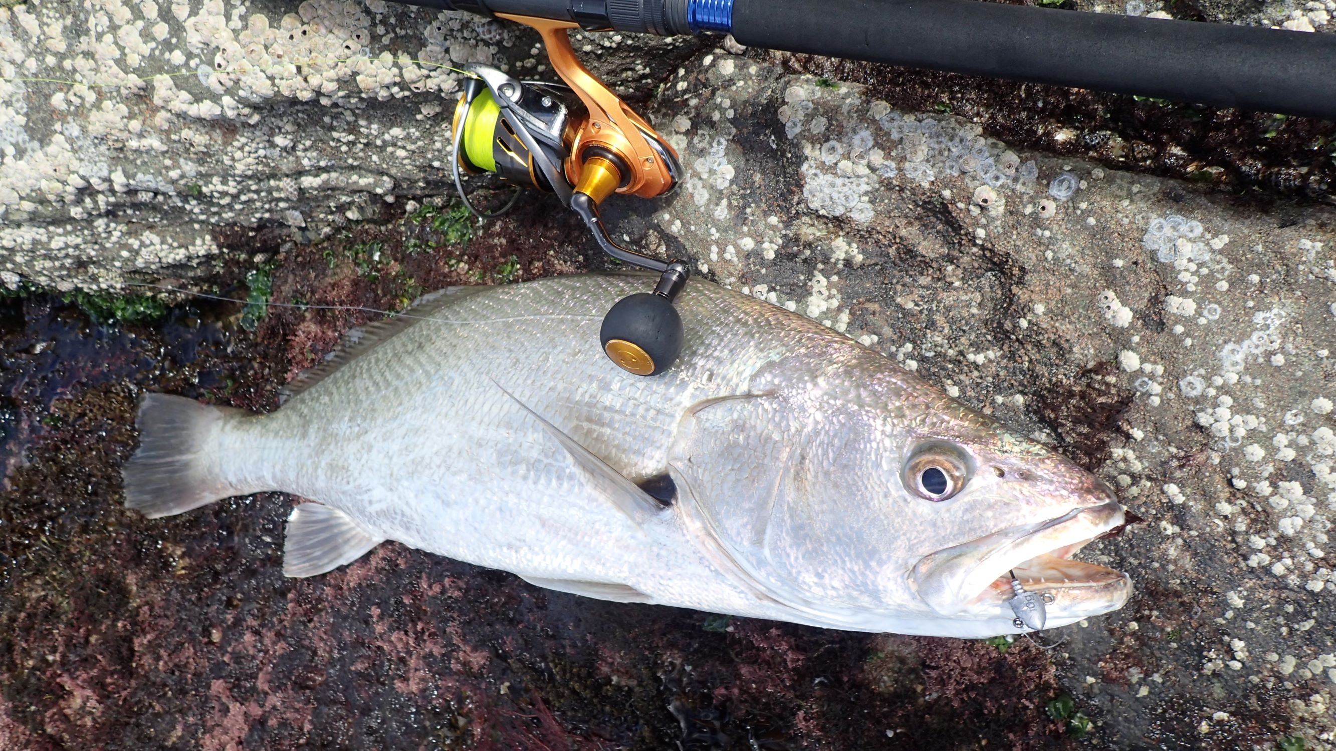 Iluka – Woody Head – Jewfish/ Mulloway – 9 March 2021 | Landangler's Blog