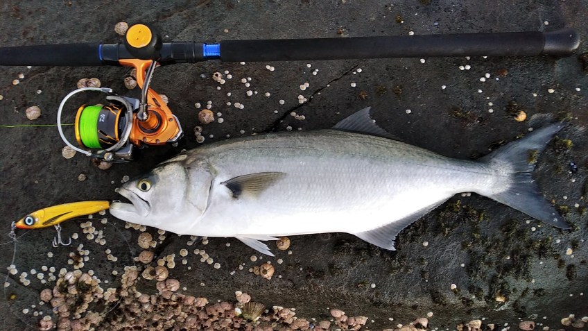 tailor on a lure