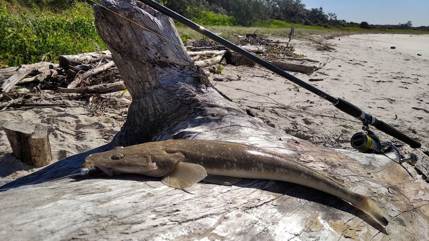 flathead fish
