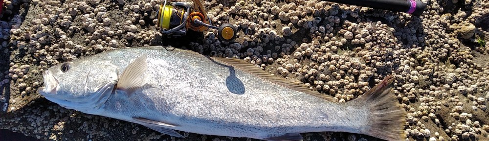 Mulloway Jewfish