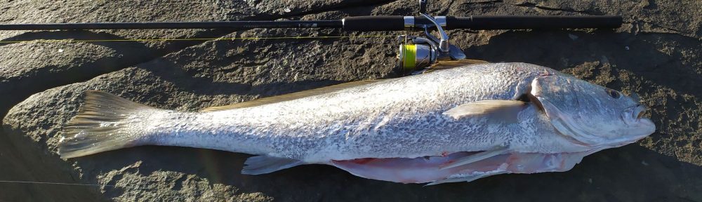mulloway fishing