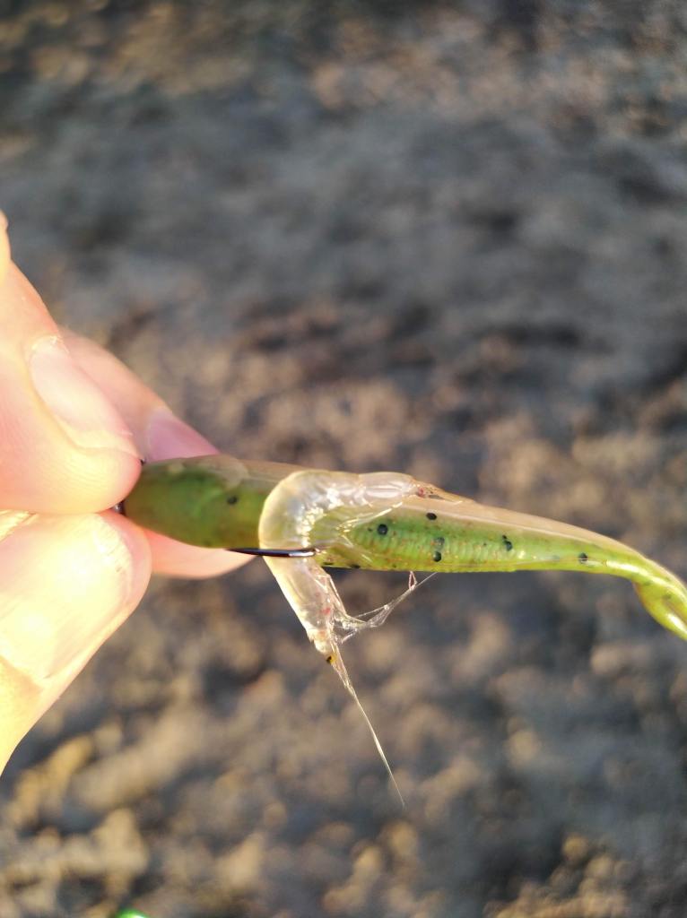 Jelly prawn Clarence River