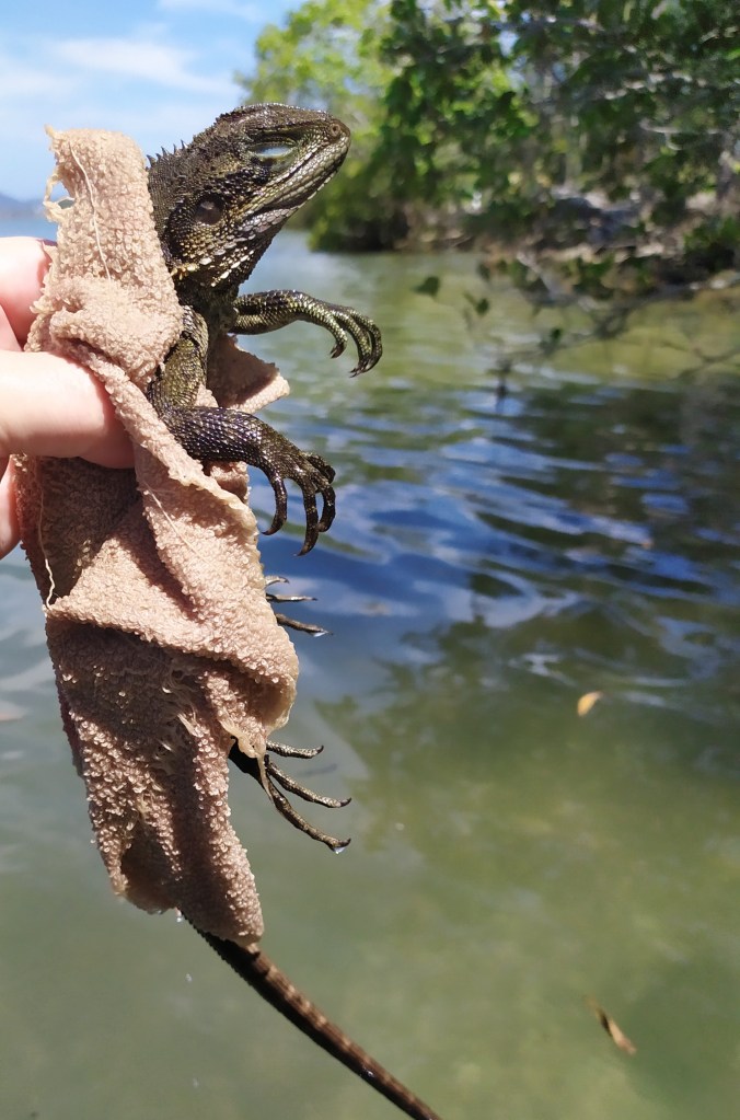 Clarence River Water Dragon