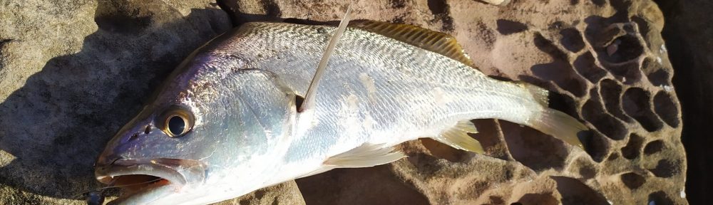 juvenile mulloway