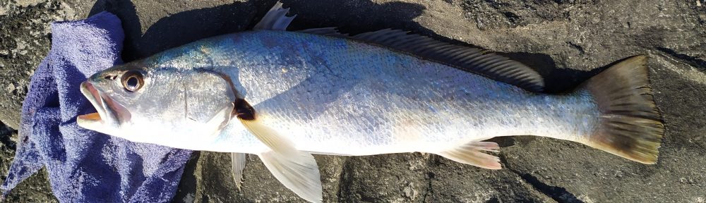 mulloway