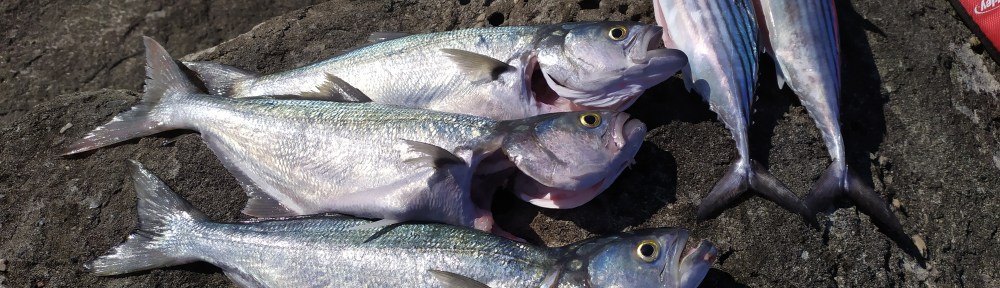 fresh bonito and tailor