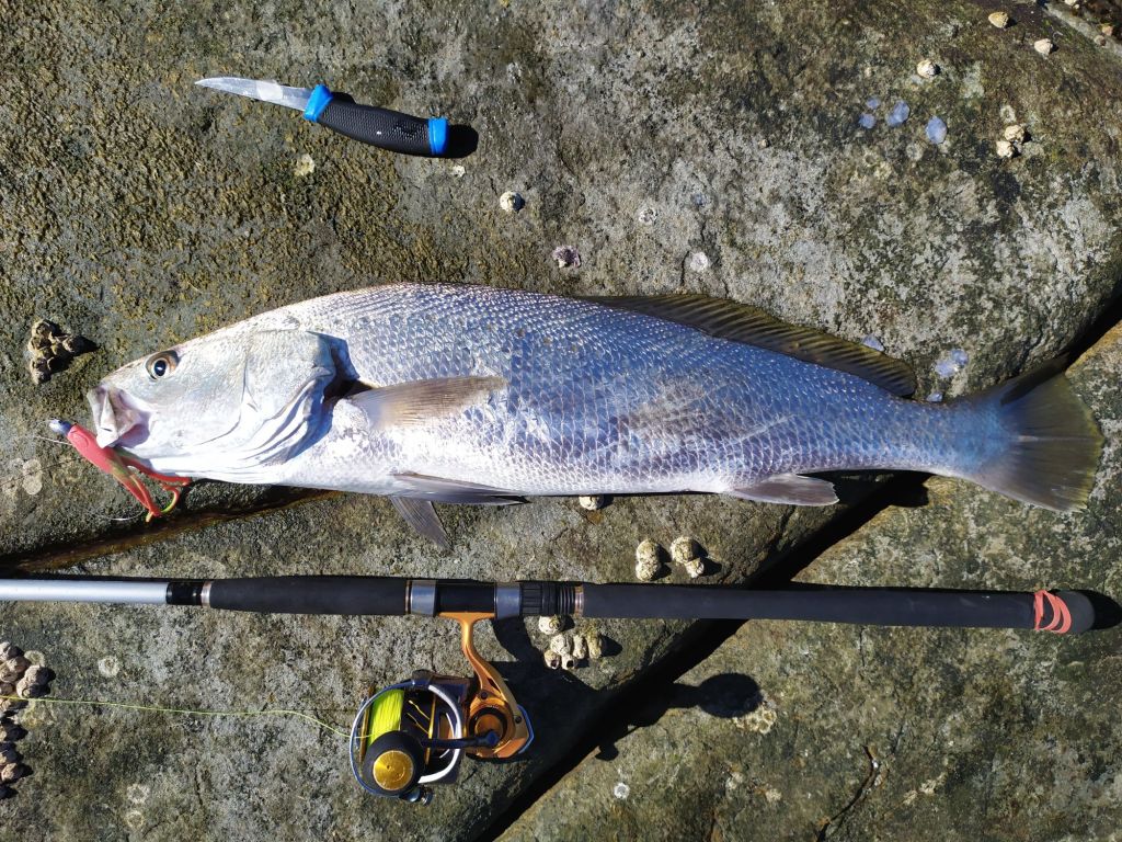Mulloway