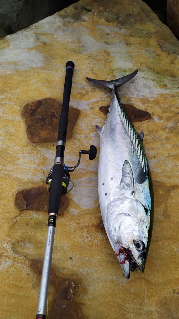 Mac Tuna Clarence River 