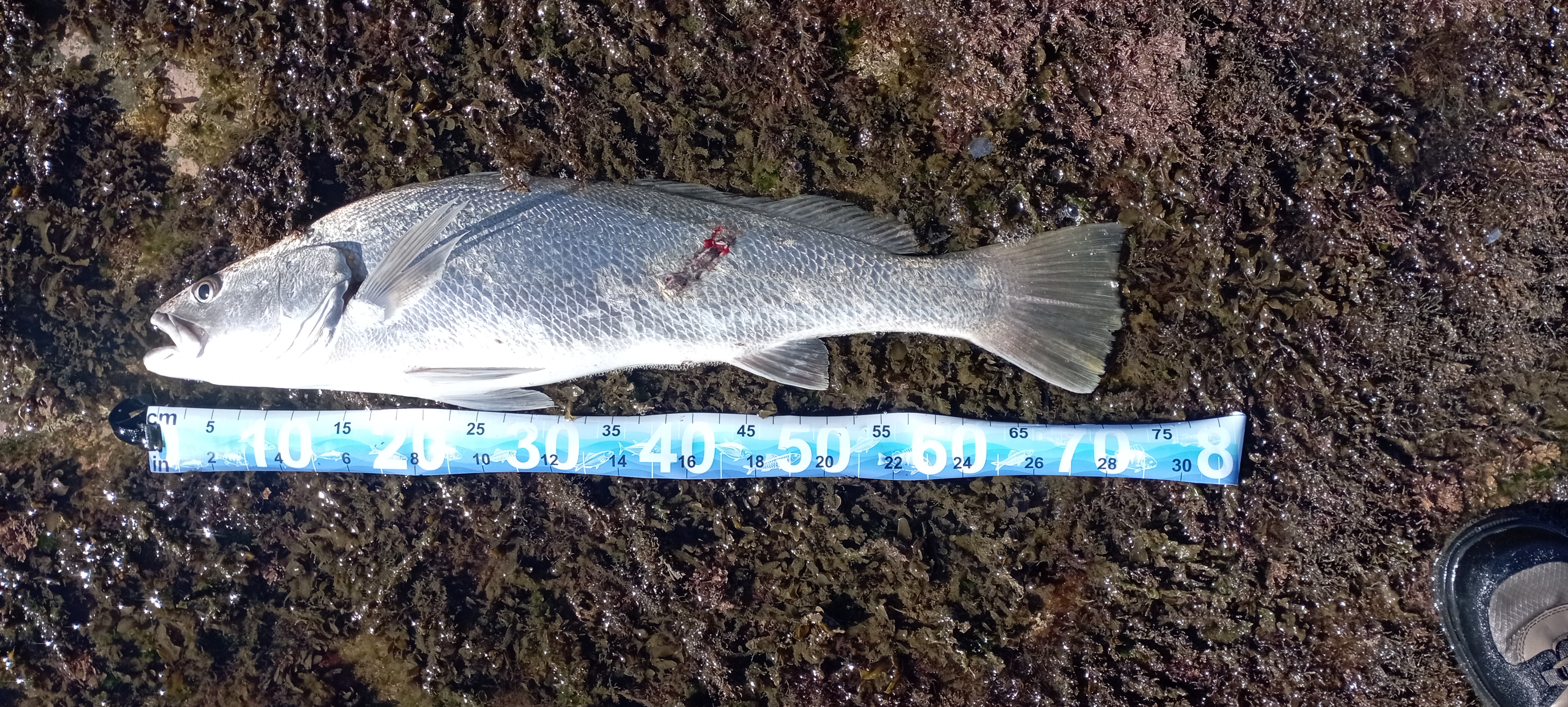 70cm Jewfish Mulloway